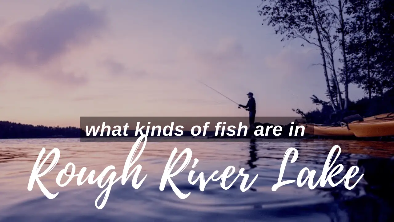 Rough River Lake Fish Kinds