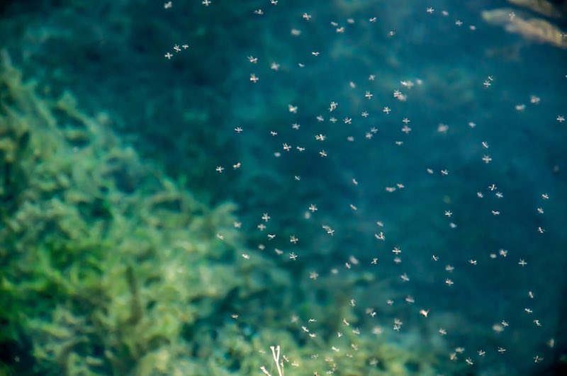 Mosquitos near a lake