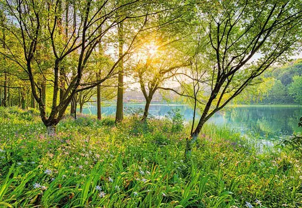 wall mural of lake shoreline with the sun shining through trees in the foreground with a blue lake in the background