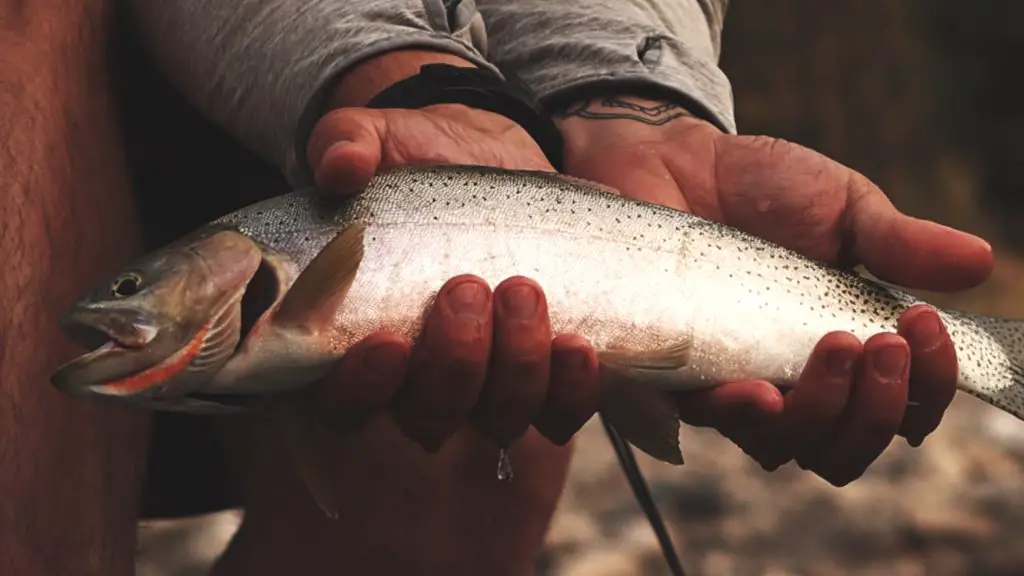 Man holding a trout with two hands