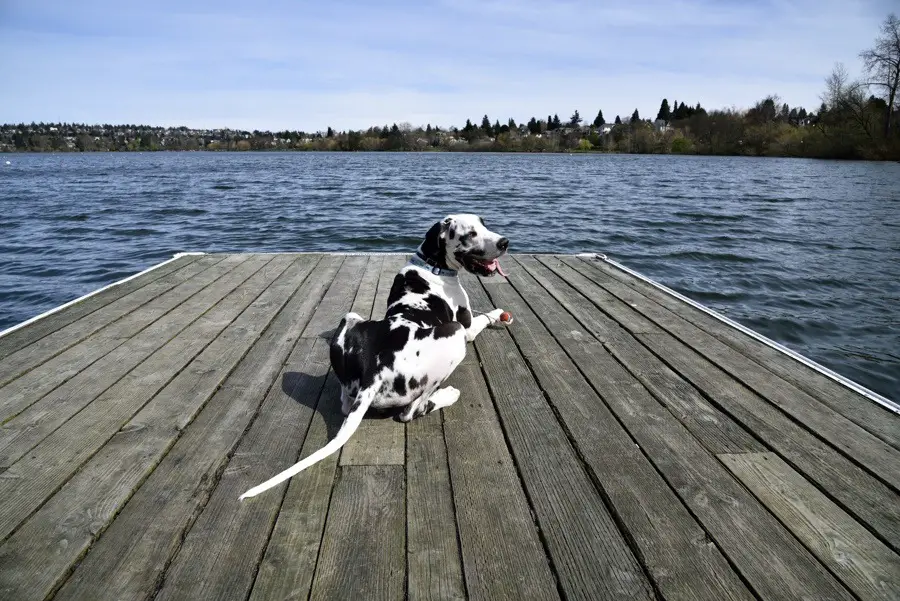 Black and white dog laying on a wooden floating dock.